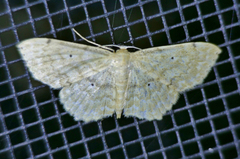 Idaea obfusaria