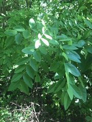 Styphnolobium affine