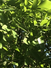 Styphnolobium affine