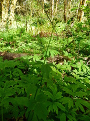 Cardamine angulata