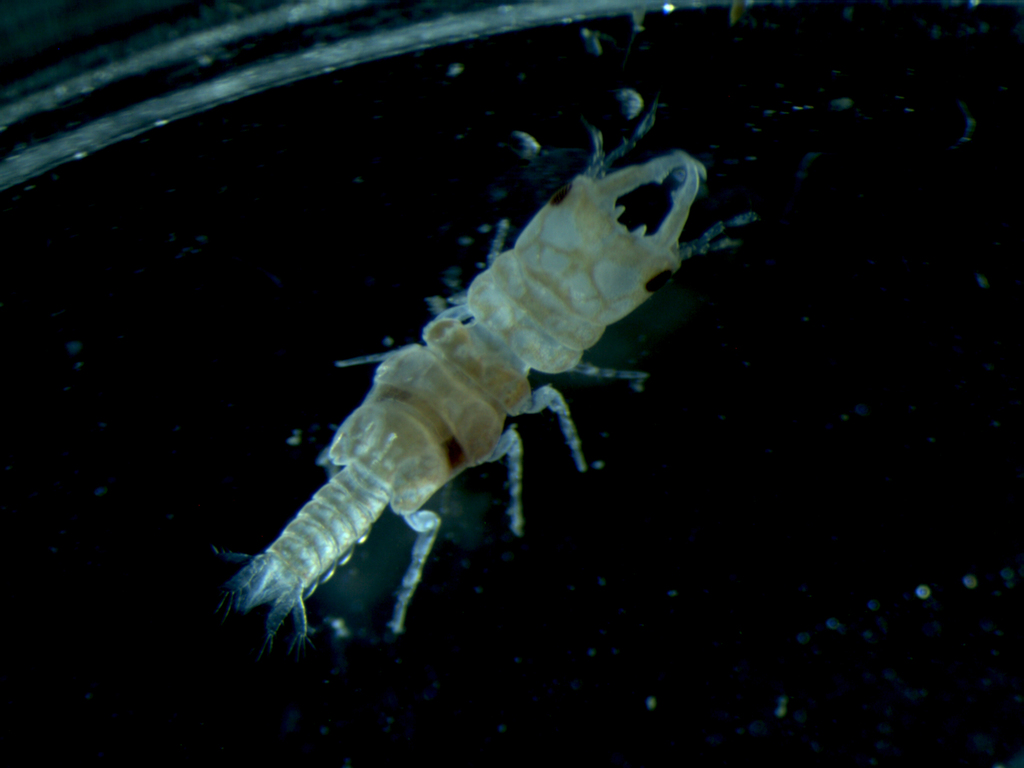 Elaphognathia