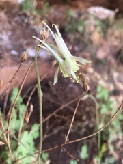 Aquilegia micrantha