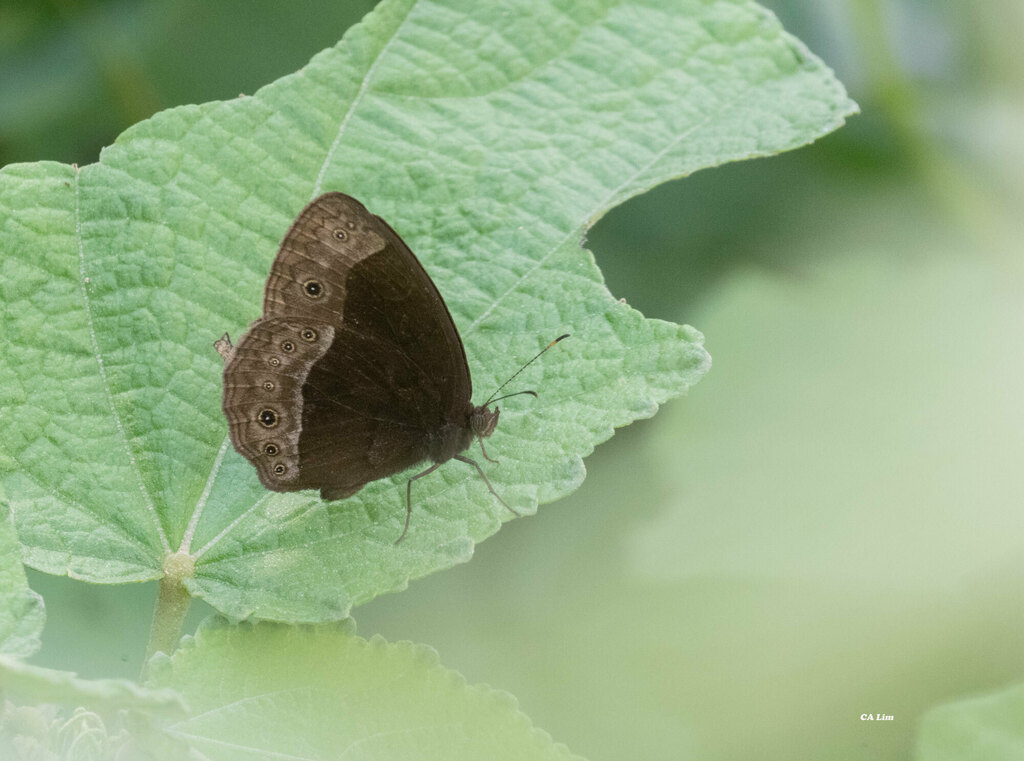 Velvet Bush Brown