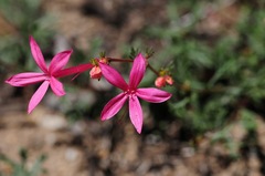 Ipomopsis aggregata bridgesii