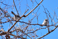 Polioptila nigriceps