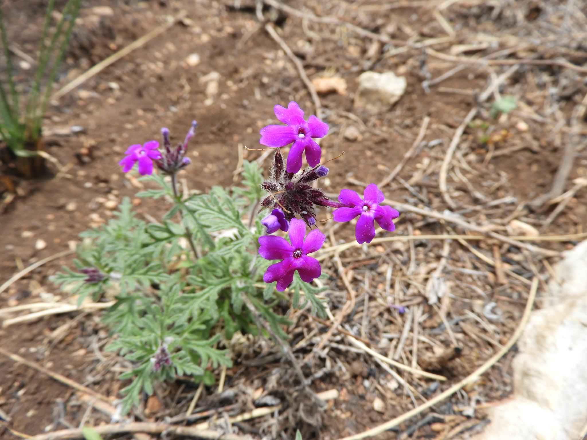 Glandularia elegans