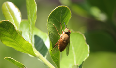 Scaptia viridiventris
