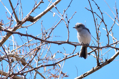 Polioptila nigriceps