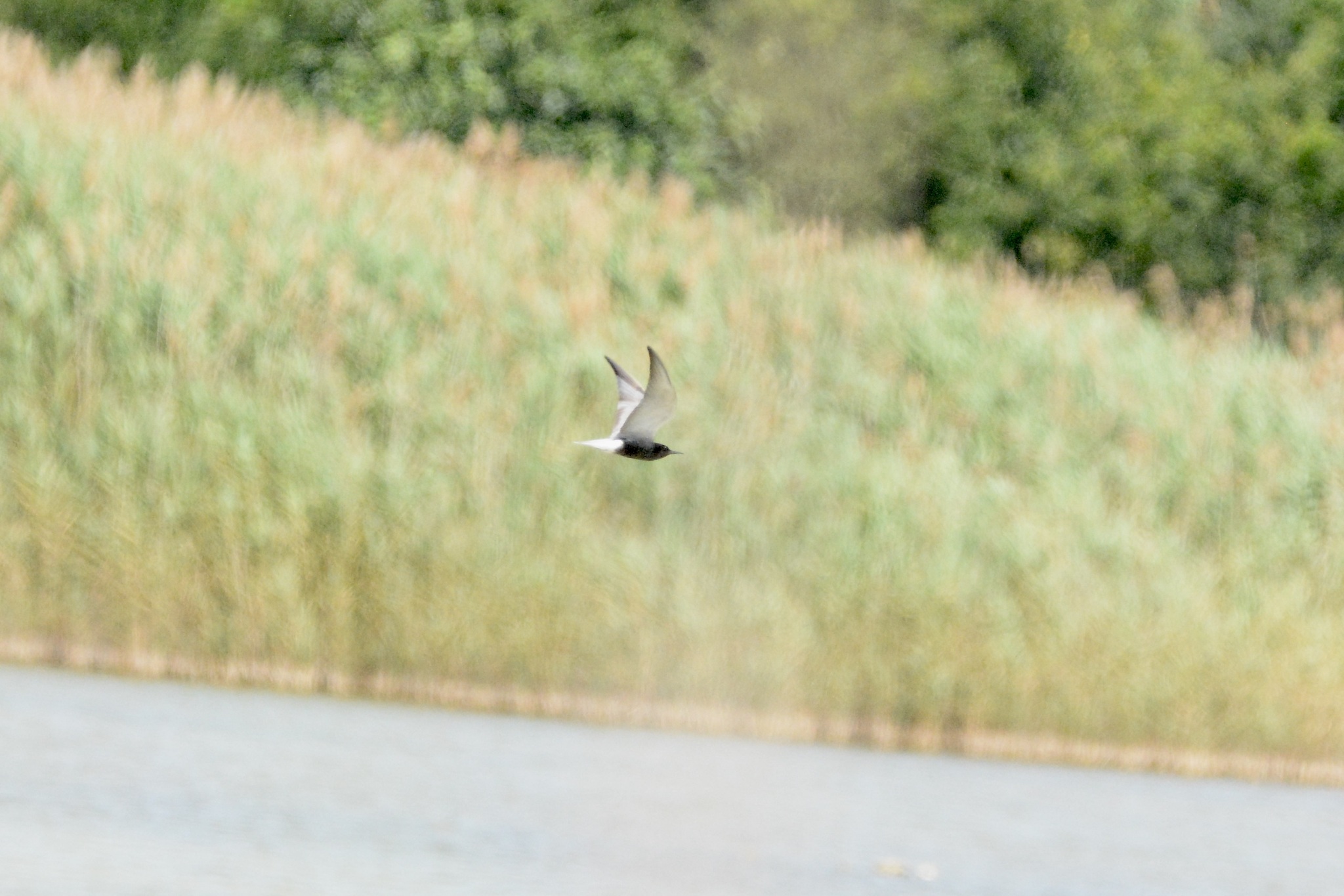 Black Tern