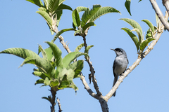 Polioptila nigriceps
