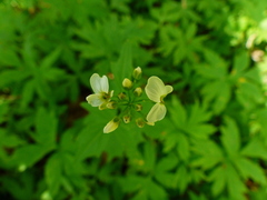 Cardamine angulata