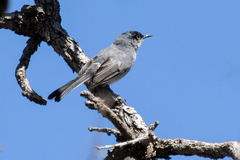 Polioptila nigriceps
