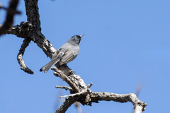 Polioptila nigriceps