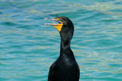 Phalacrocorax auritus image
