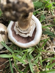Pseudochitonia
