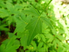 Cardamine angulata