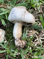 Pseudochitonia