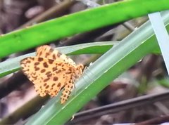 Epobeidia tigrata tigrata