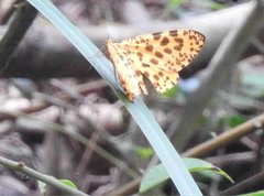 Epobeidia tigrata tigrata