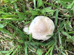 Pseudochitonia