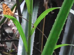 Epobeidia tigrata tigrata