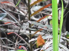 Epobeidia tigrata tigrata