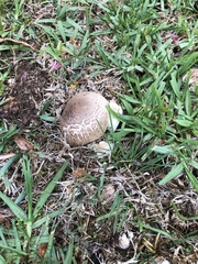 Pseudochitonia