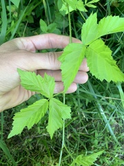Rubus flagellaris, photograph (c) Daniel J. Layton, some rights reserved (CC BY)