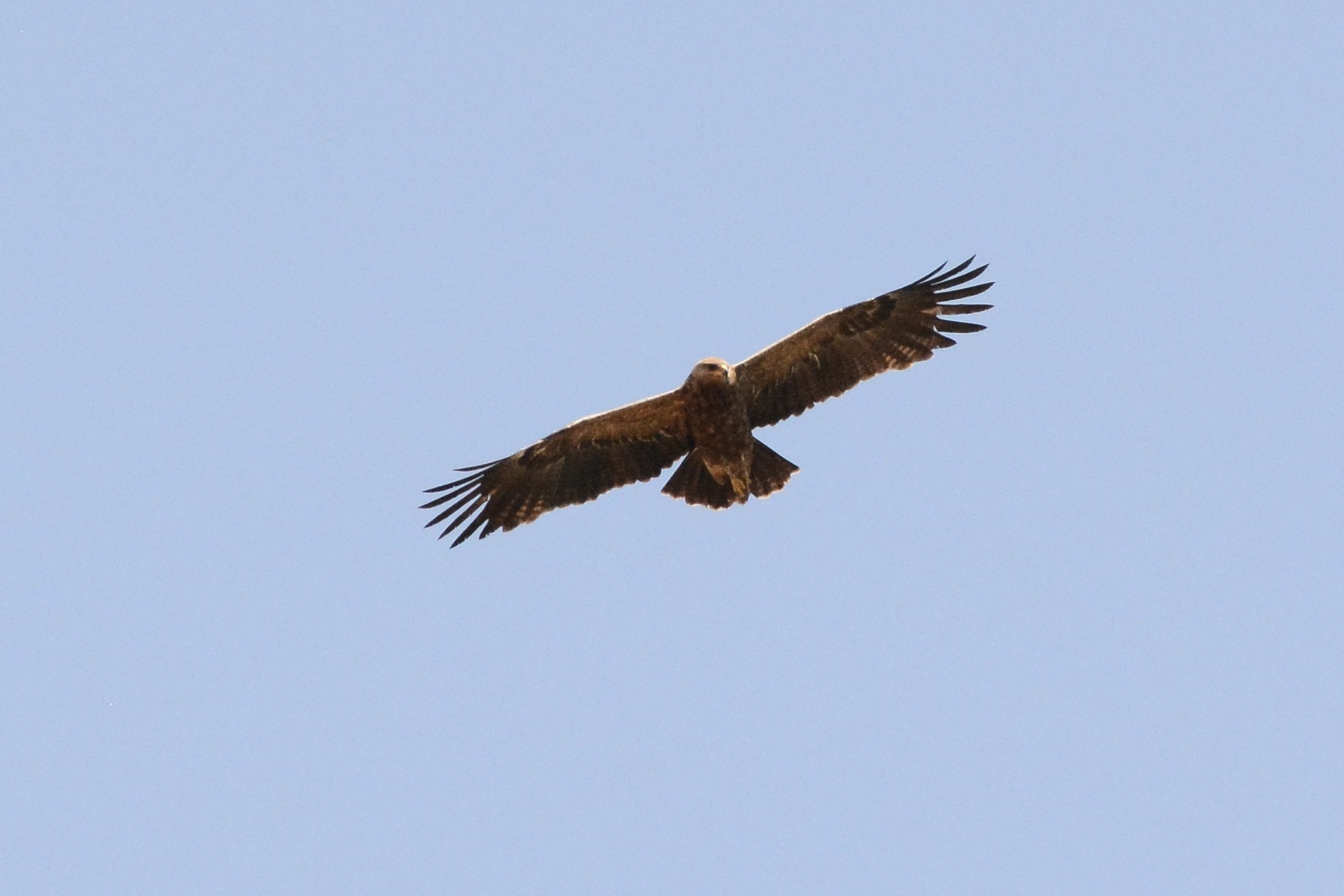 Lesser Spotted Eagle