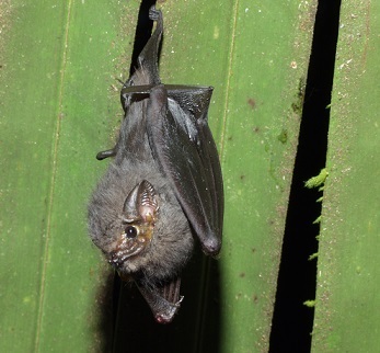 Short-Eared Bat