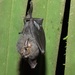 Short-eared Bat - Photo (c) Luis F. Aguirre, some rights reserved (CC BY-NC), uploaded by Luis F. Aguirre