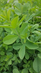 Baptisia australis