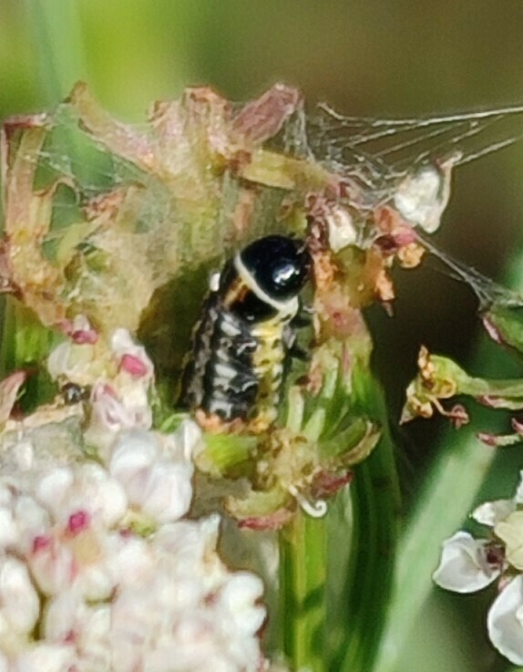 Depressaria velox