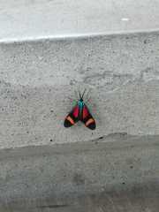 Cyanopepla submacula borealis