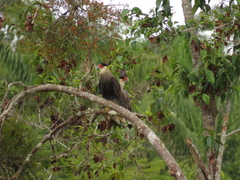 Caracara