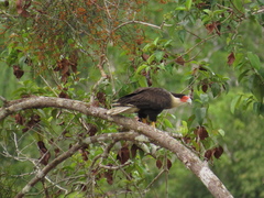 Caracara