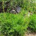 Artemisia norvegica - Photo (c) 2012 Gary A. Monroe,  זכויות יוצרים חלקיות (CC BY-NC)