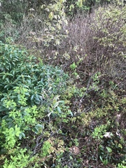 Amelanchier nantucketensis