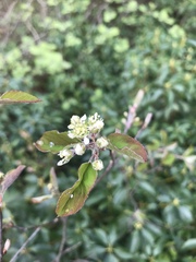 Amelanchier nantucketensis