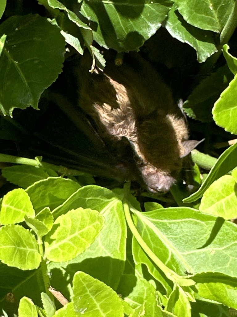 House Bats from Johnson County Community College, Overland Park, KS, US ...