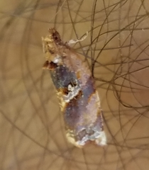 Argyrotaenia amatana