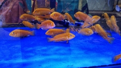 Labidochromis caeruleus