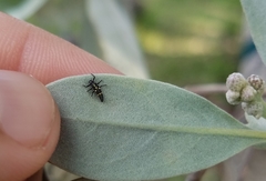 Psyllobora parvinotata