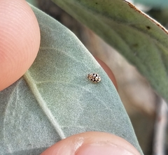 Psyllobora parvinotata