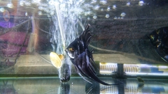 Pterophyllum scalare
