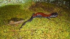 Plethodon yonahlossee
