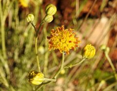 Hymenopappus filifolius