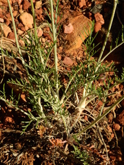 Hymenopappus filifolius