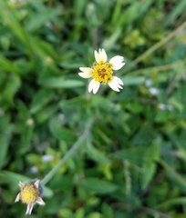Tridax procumbens image