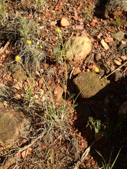 Hymenopappus filifolius